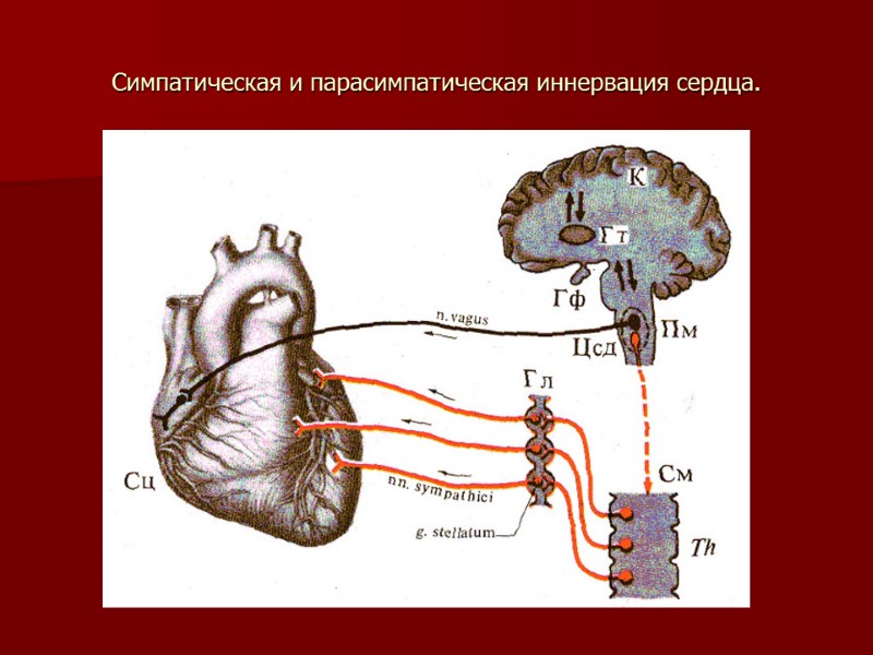 Симпатическая и парасимпатическая иннервация сердца.